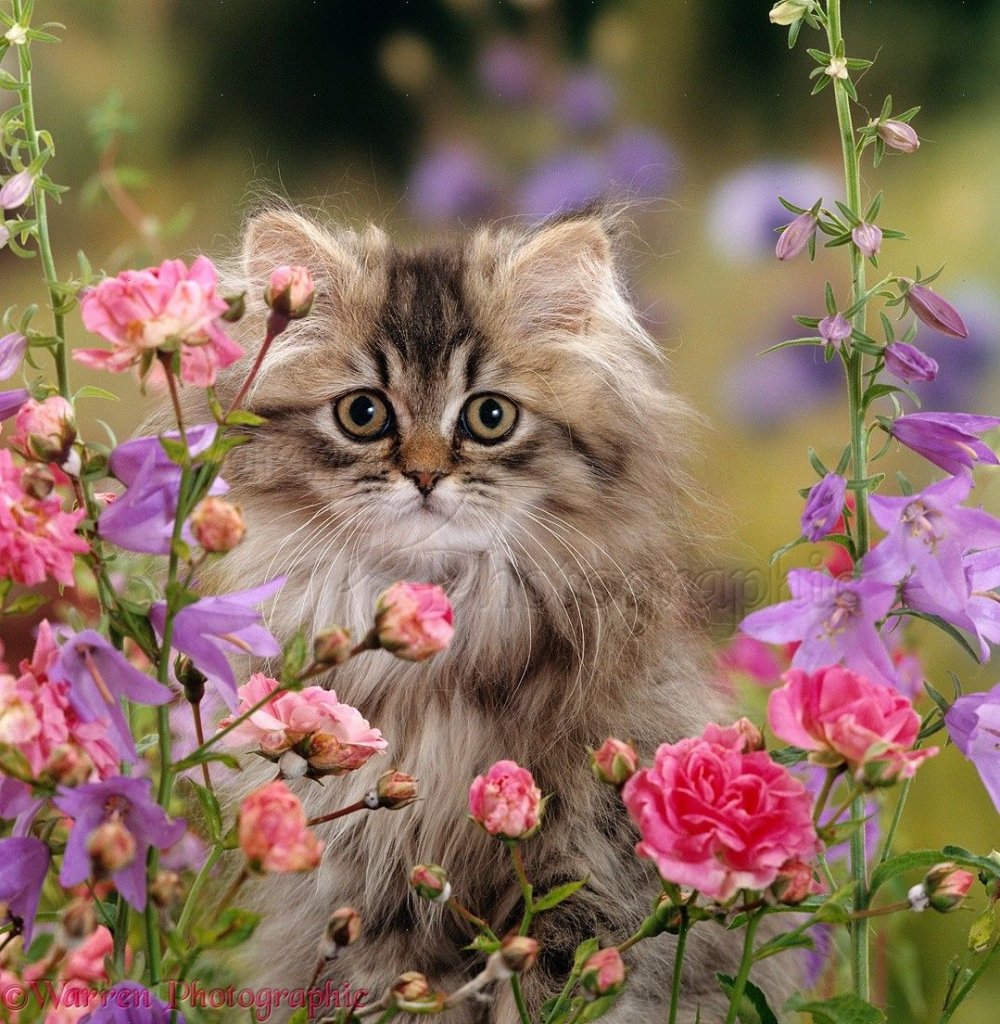 Котенок с цветами
