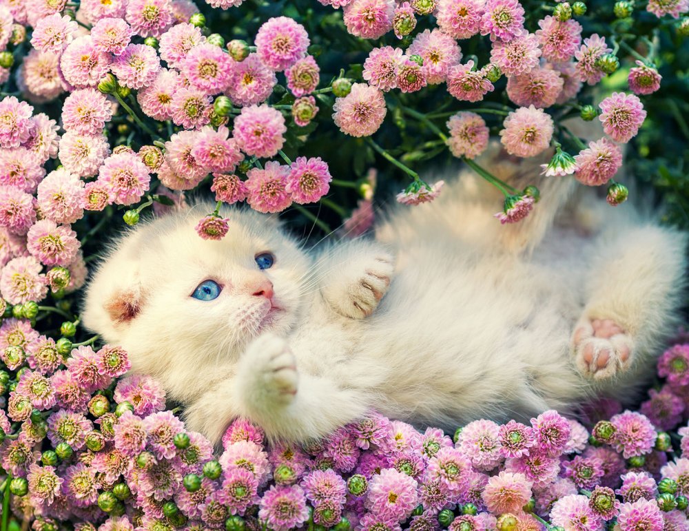 Котики на фоне цветов
