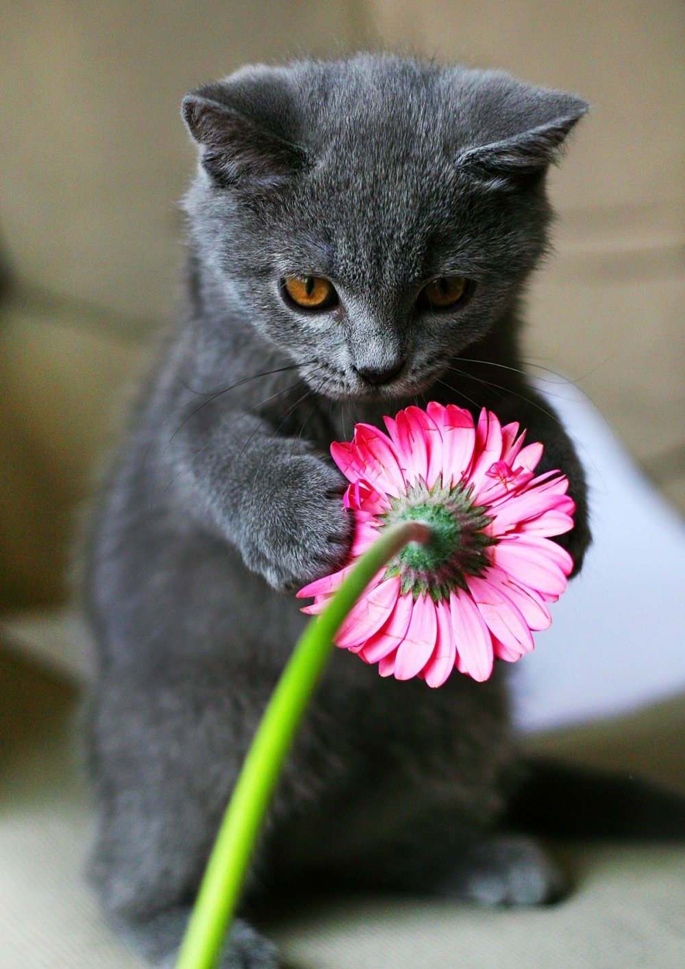 Кошка дарит цветы