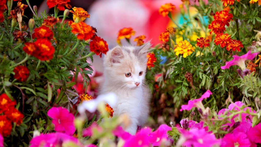 Красивые летние цветы и котики
