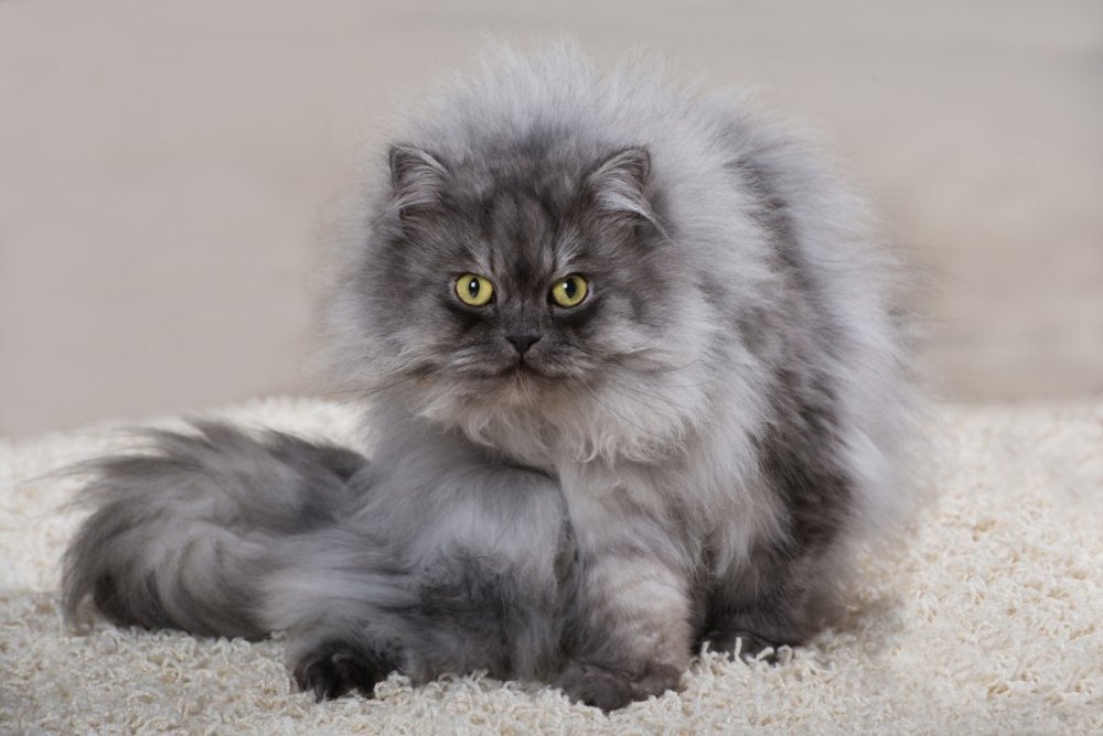 Сибирская кошка котята
