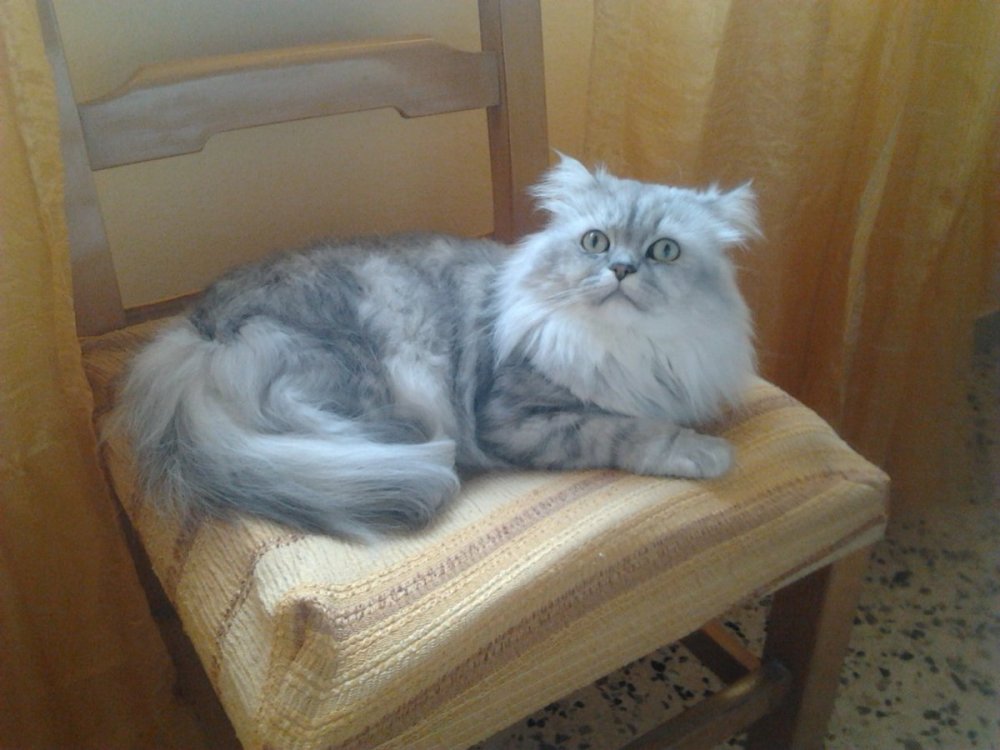 Сибирский персидский кот