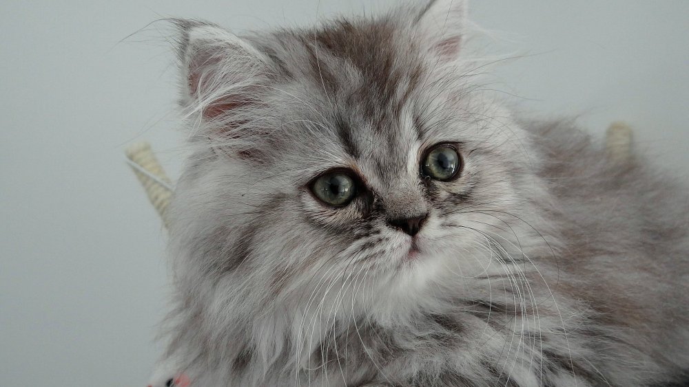 Персидский кот метис