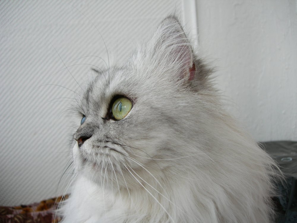 Персидский кот метис
