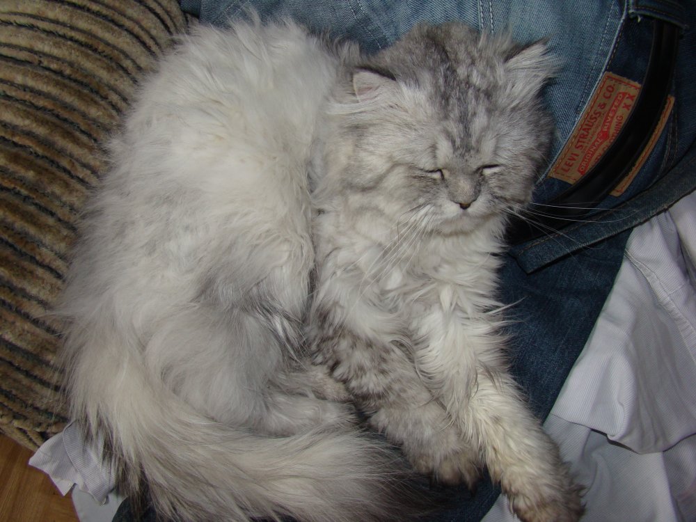 Сибирская кошка Сибирская Катя