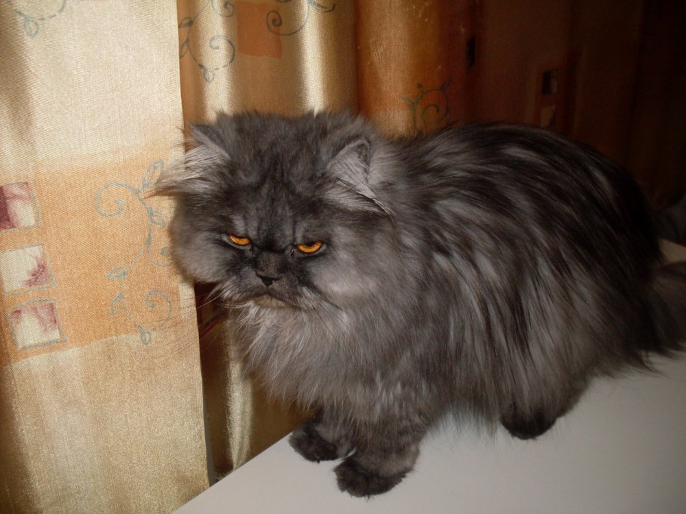 Сибирский кот метис