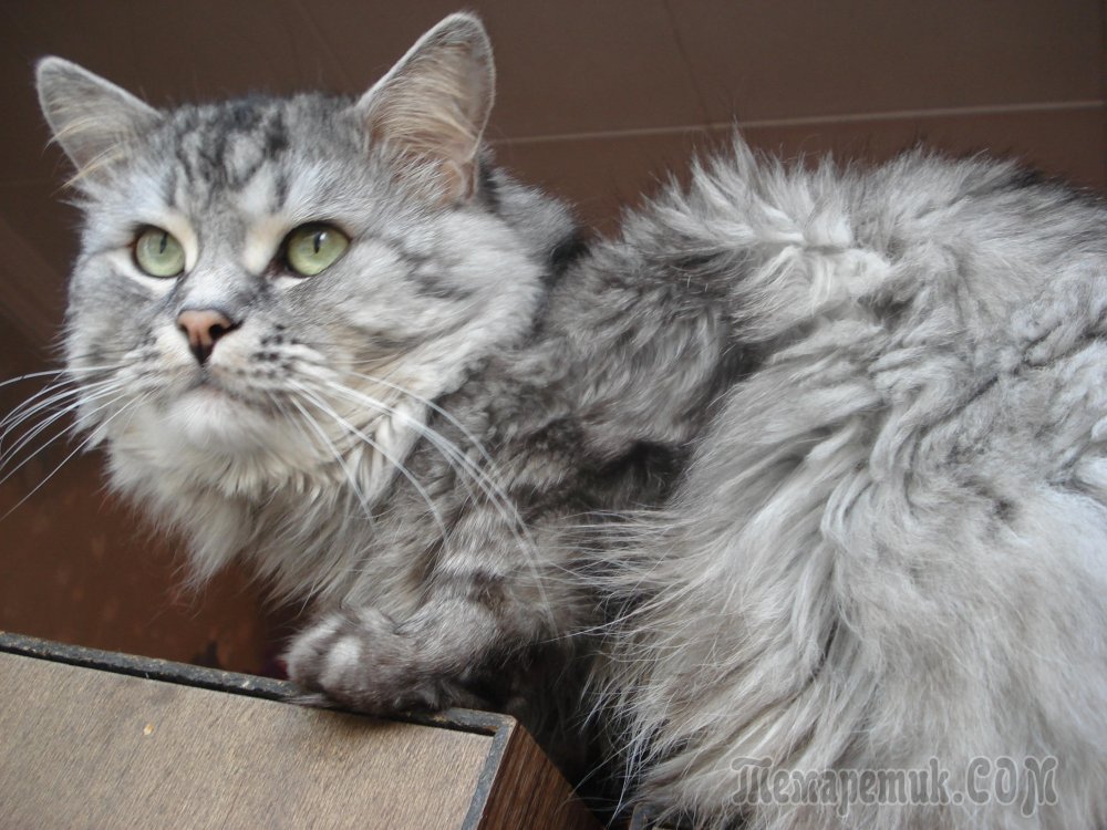 Сибирский кот помесь