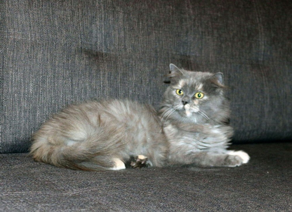 Персидско Сибирский кот серый