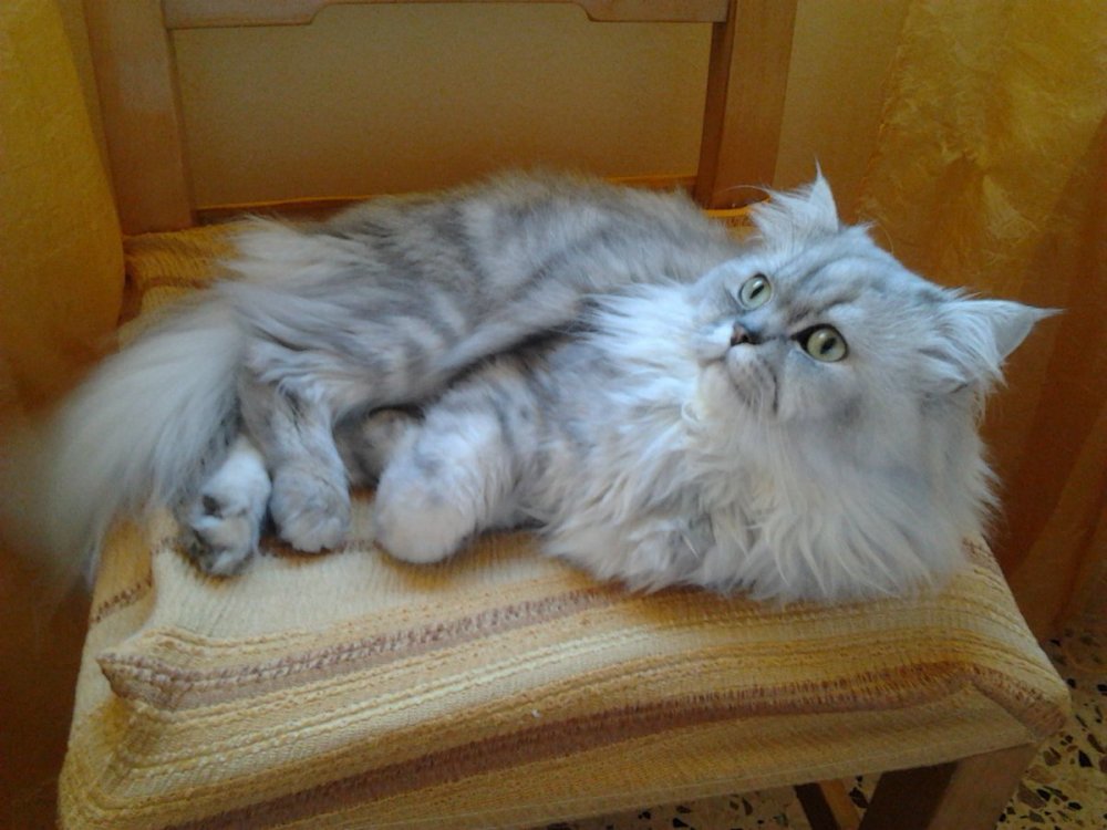 Персидская кошка трехцветная