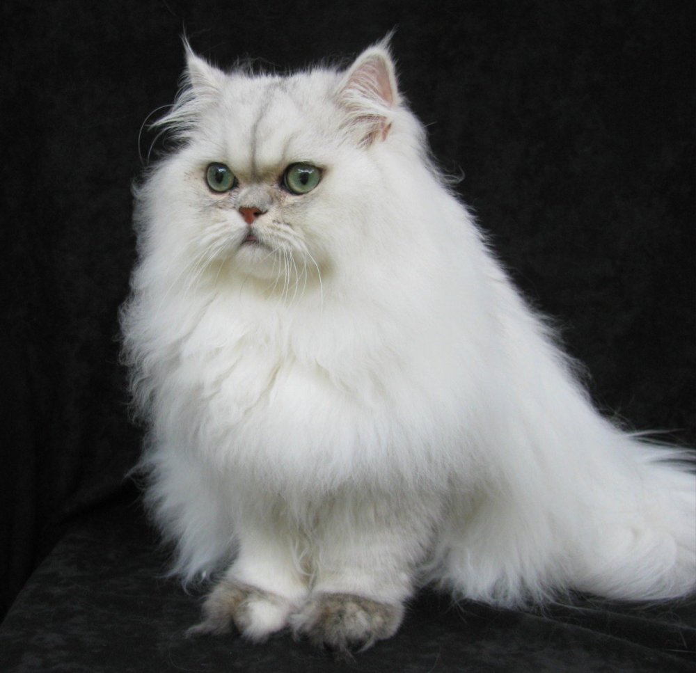 Сибирский котенок помесь