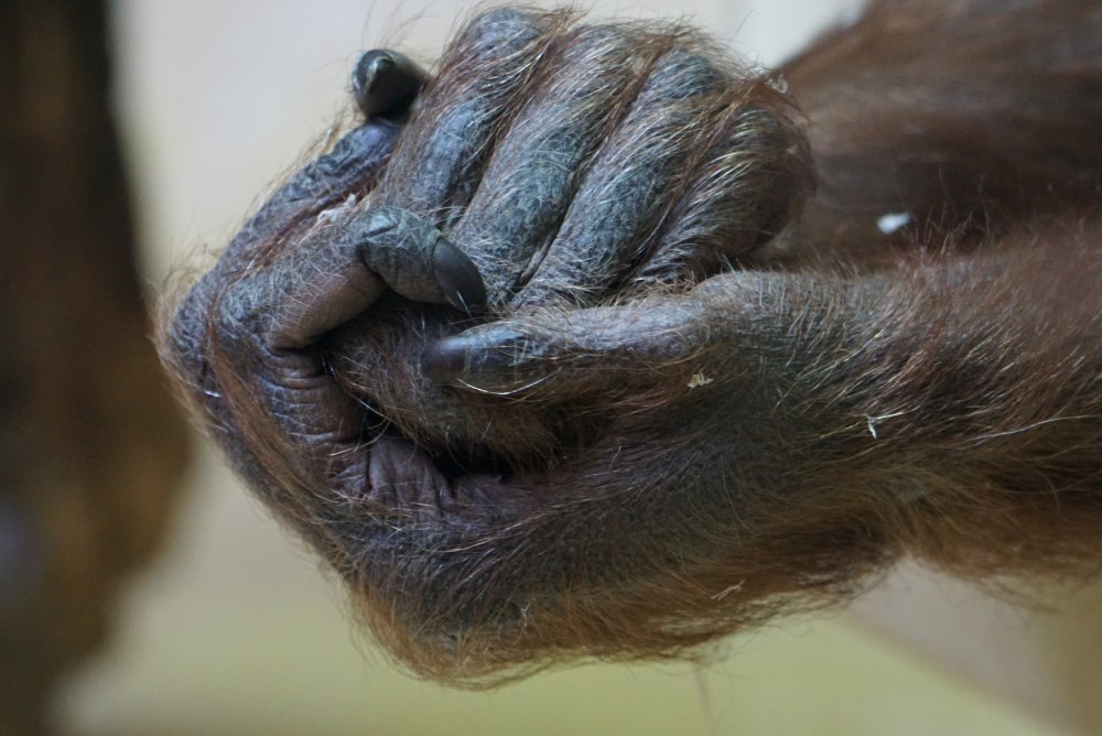 Шимпанзе рост