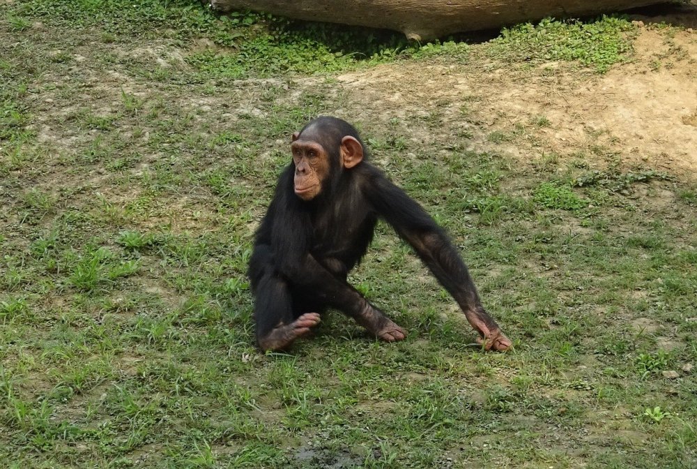 Орангутанг с длинными руками