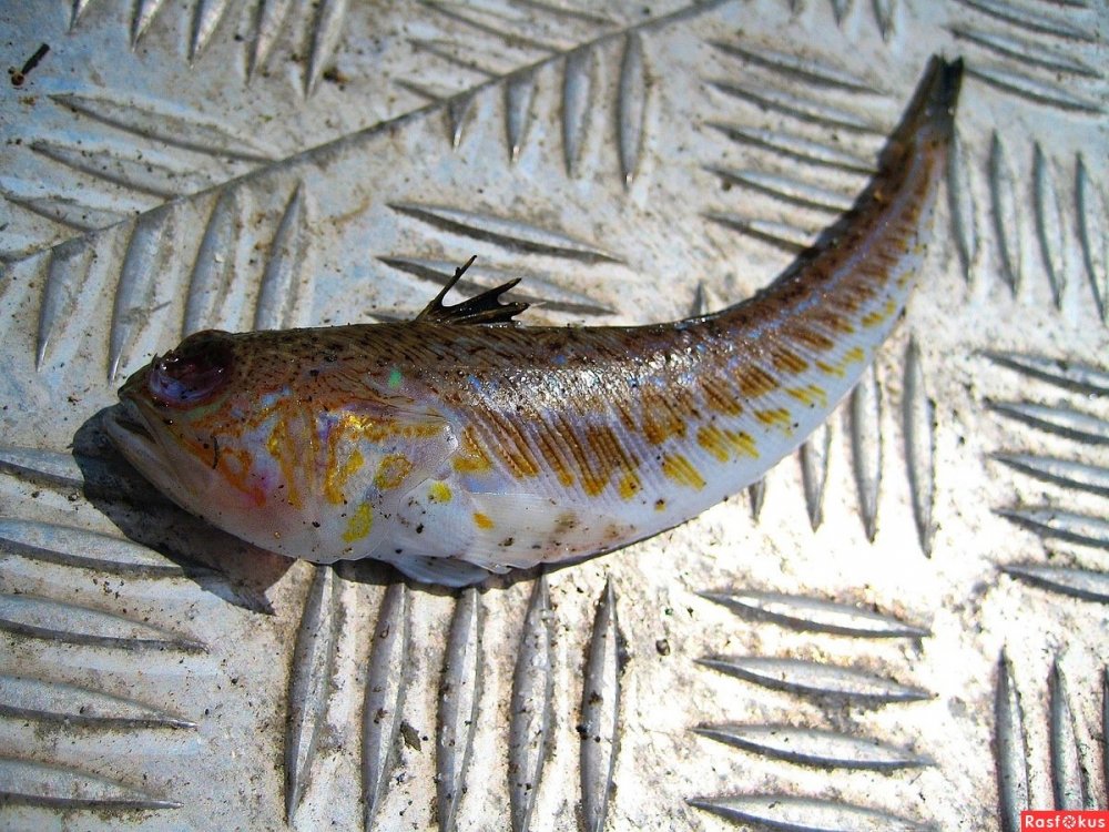 Рыба скорпена Черноморская