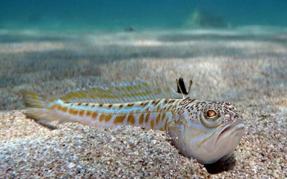 Черноморский морской дракончик рыба