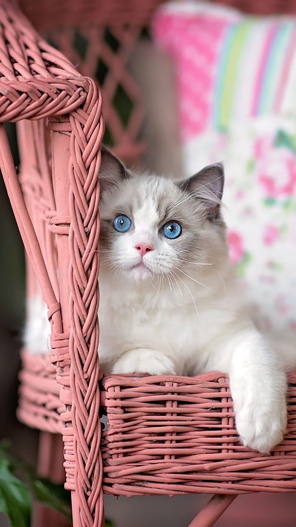 Красивые цвета пушистых котов