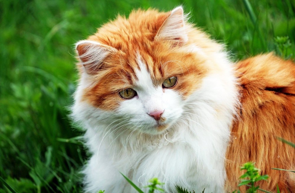 Ангорская кошка рыжая