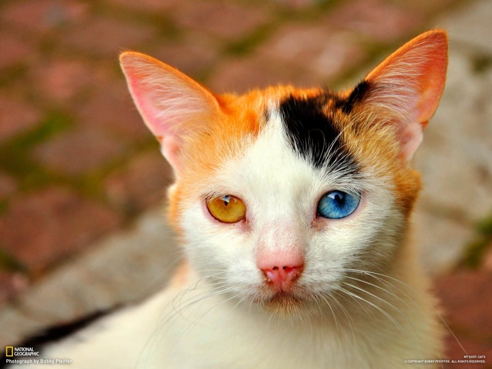 Сиамская кошка гетерохромия