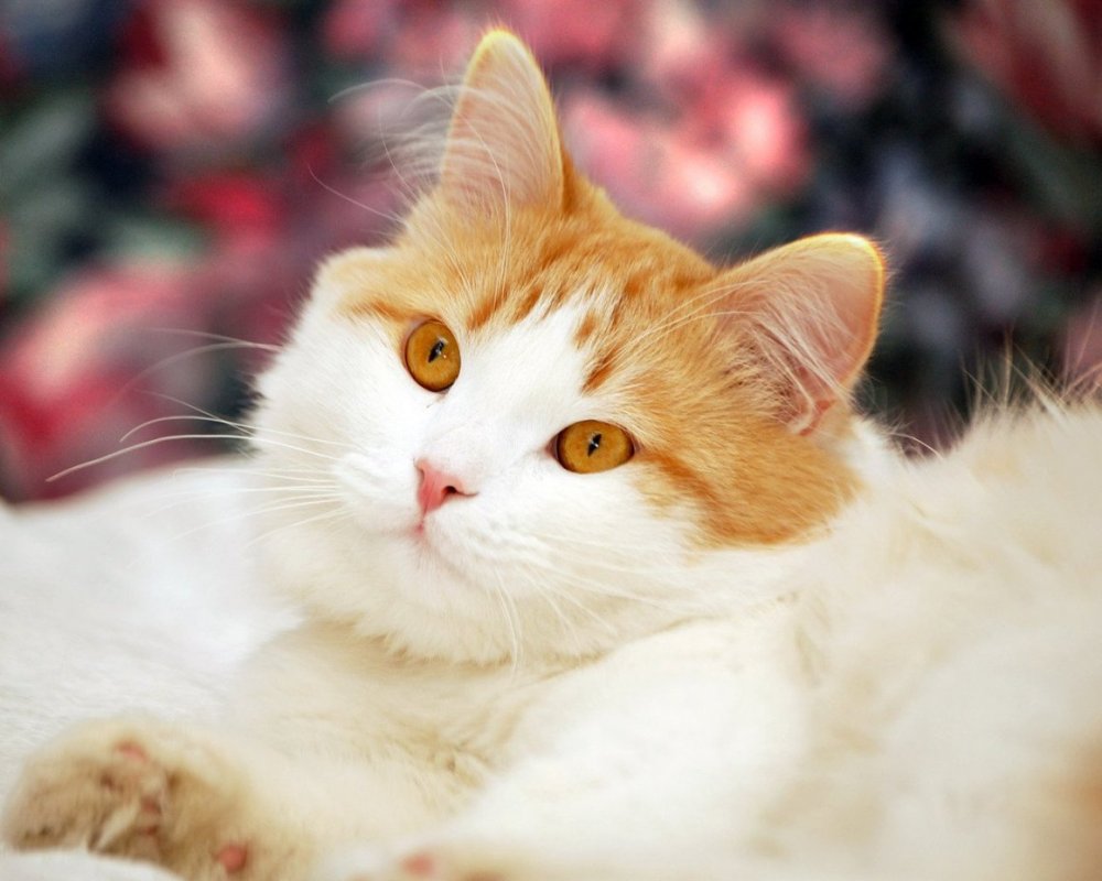 Кошка рыжая с белым