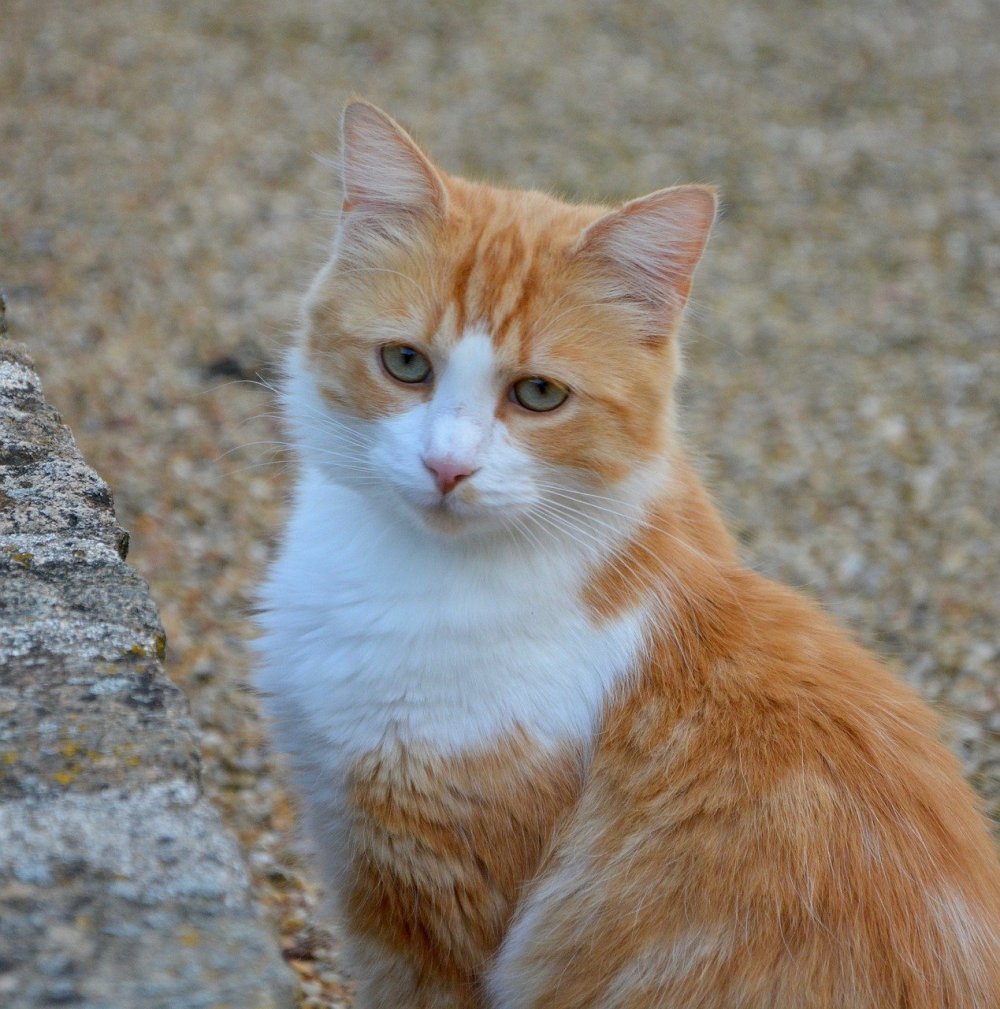 Метис кот рыжий с белым