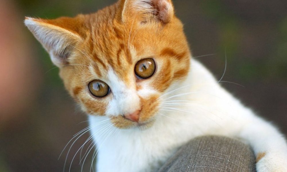 Бразильская короткошерстная кошка рыжая цейлонская