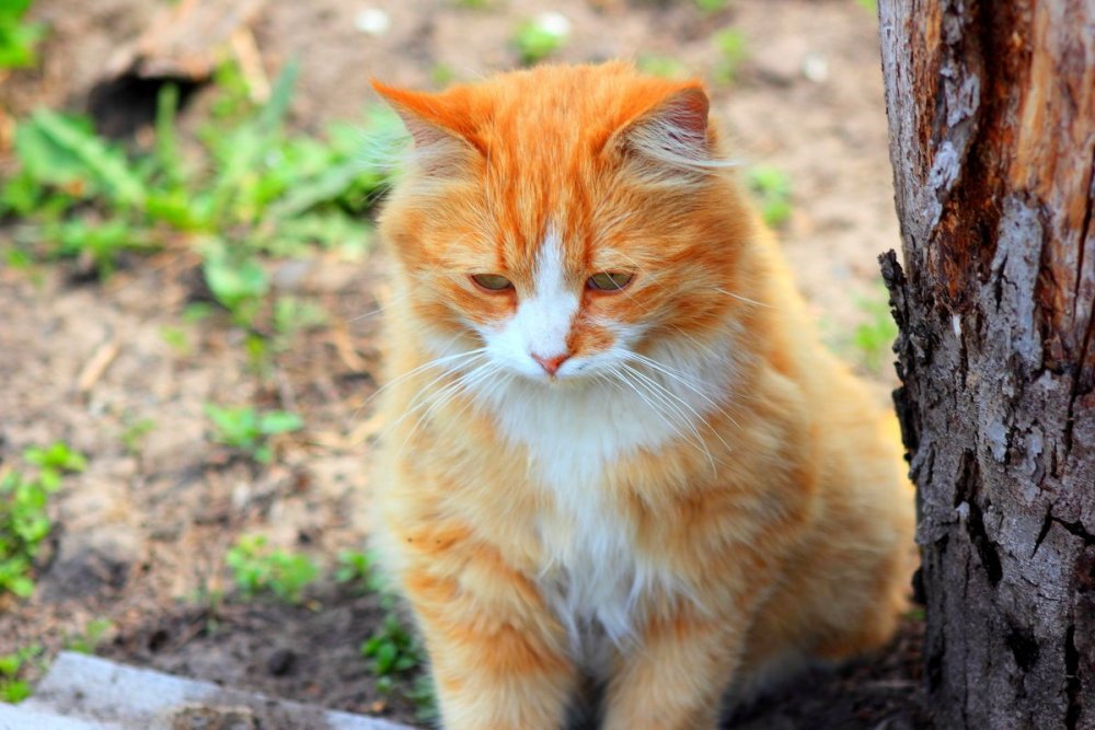 Огненно-рыжий котик