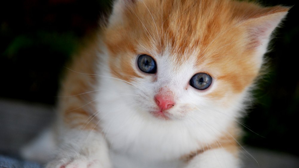 Котик с маленькими глазками