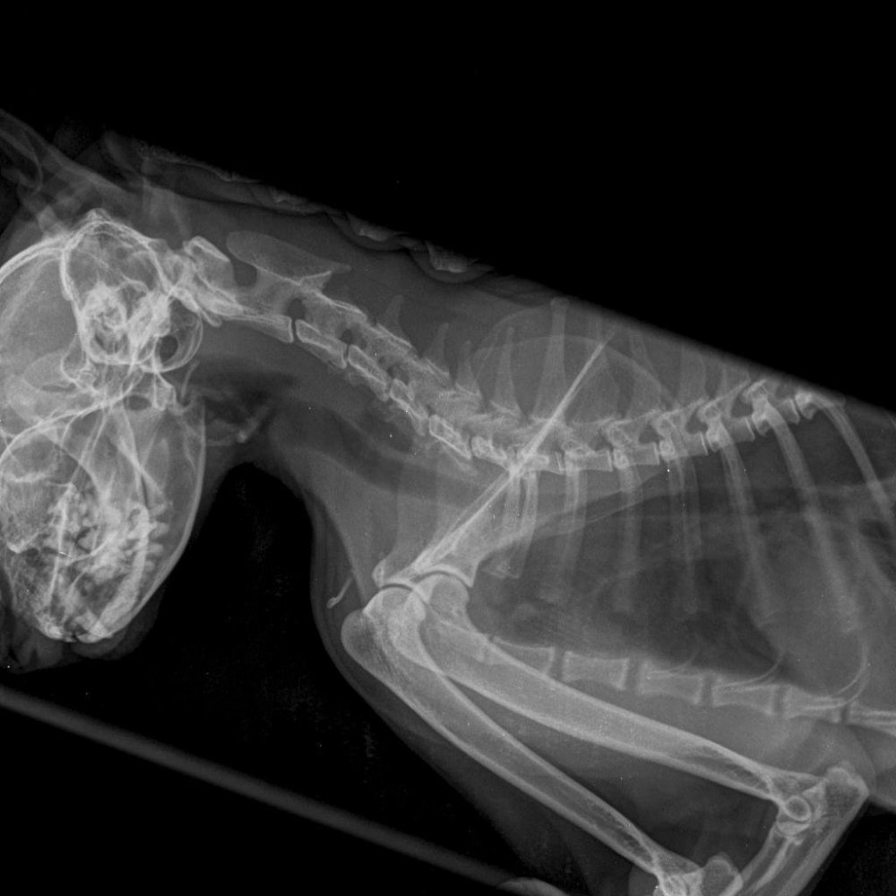 Рентгеновские снимки кошки