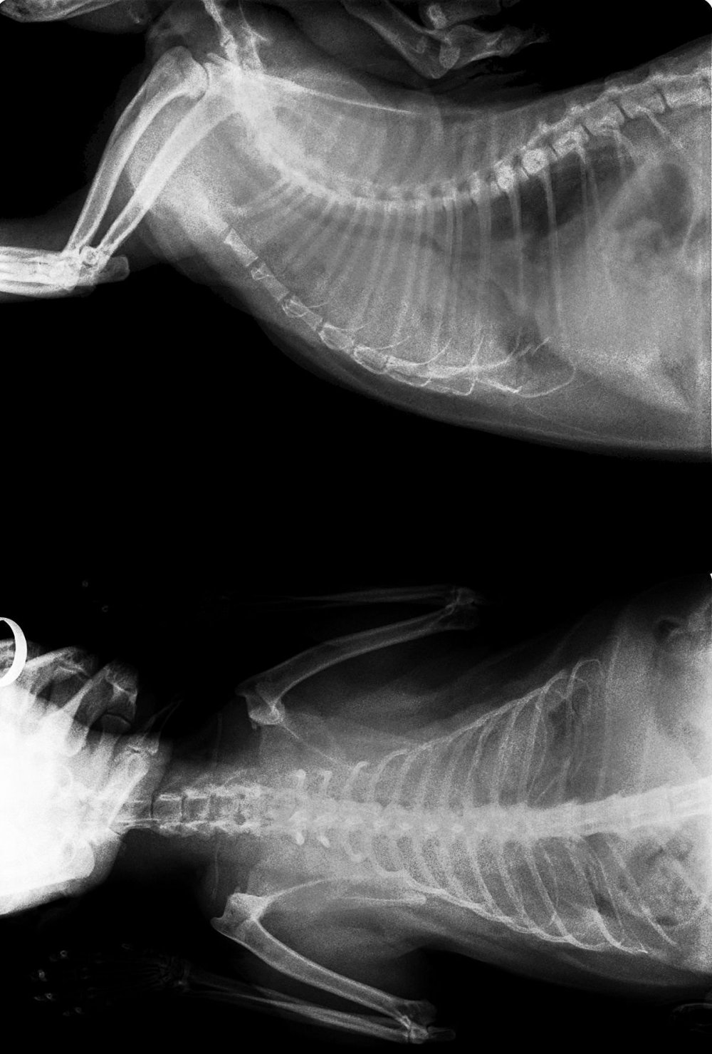 Рентген грудной клетки собаки норма