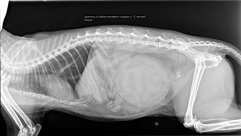 Бронхопневмония у кошек рентген