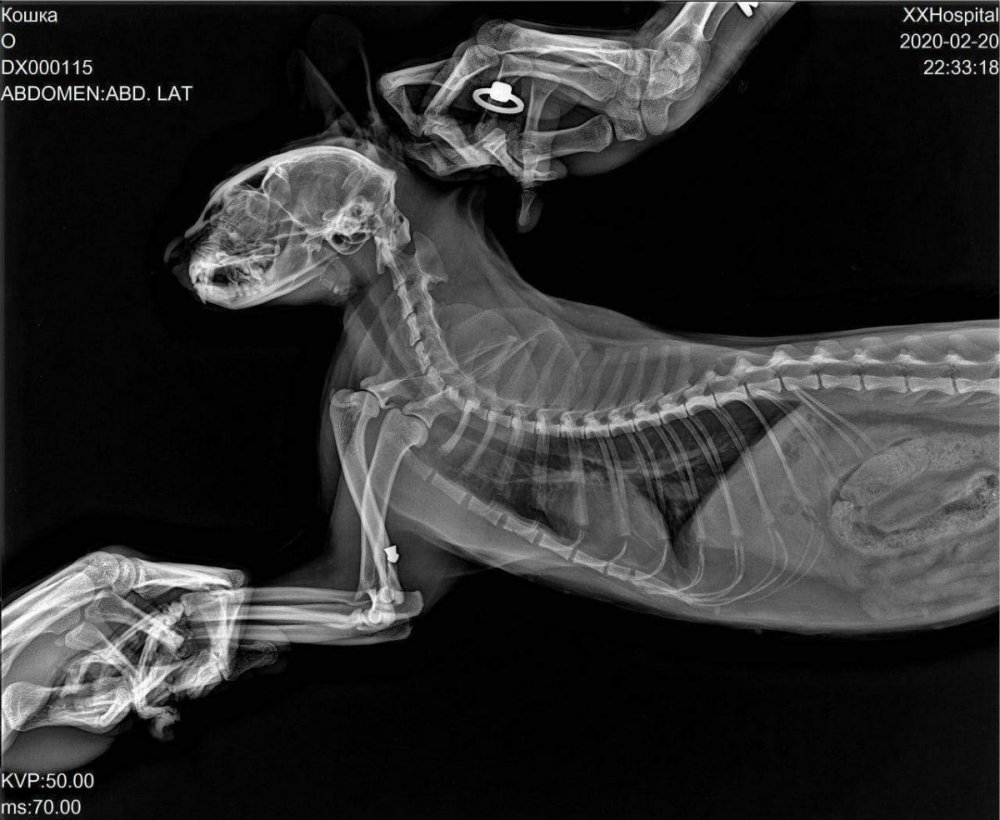 Отек легких у кошки рентген