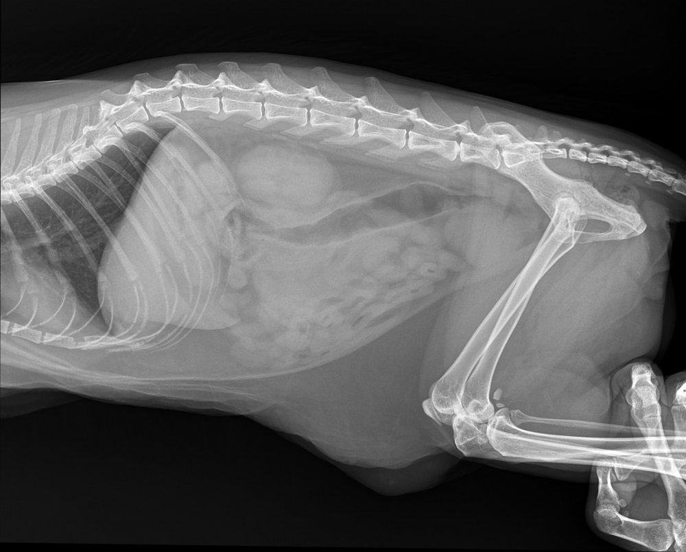 Перелом задней лапы у собак рентген