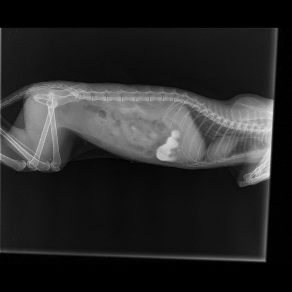 Рентген здоровой кошки