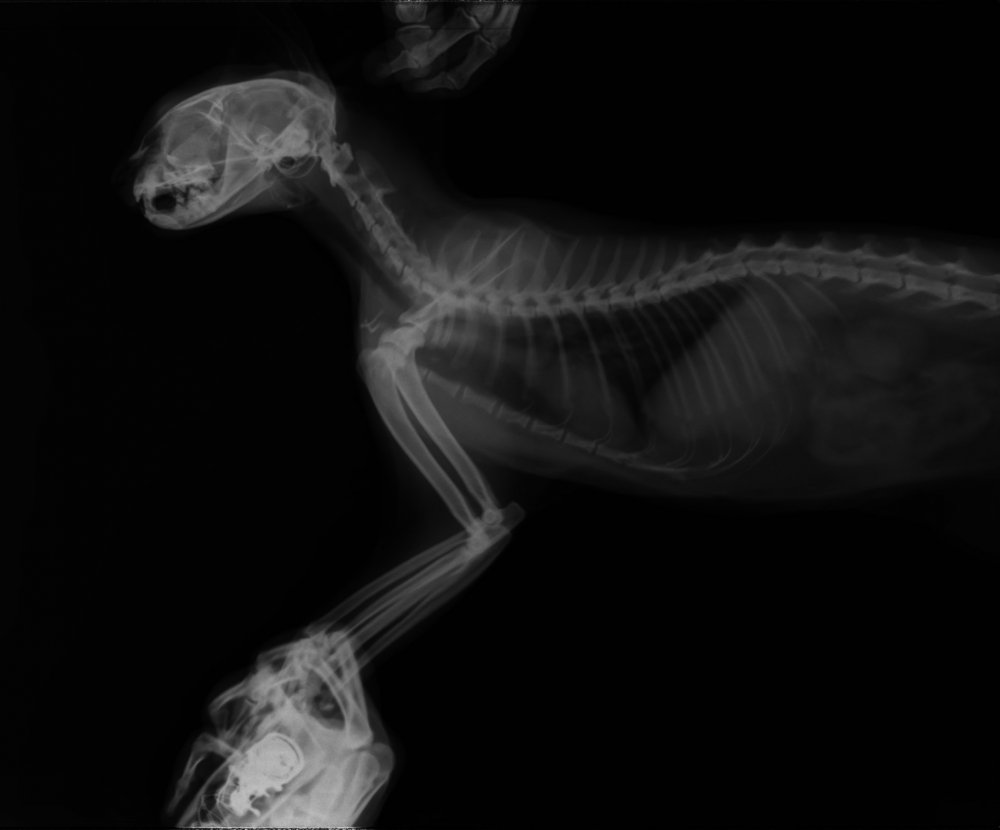 Рентген головы кошки норма