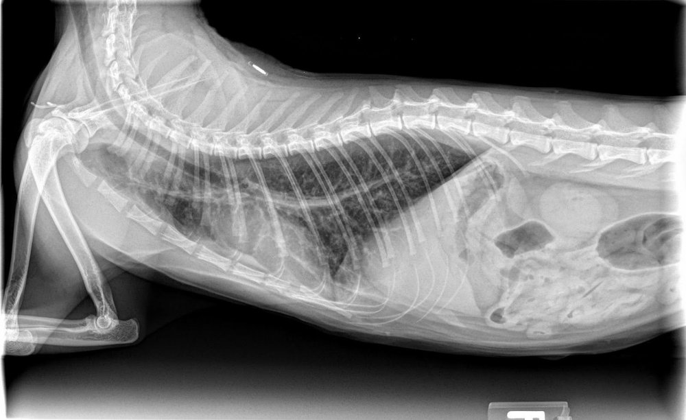 Рентгенограмма сердца кошек