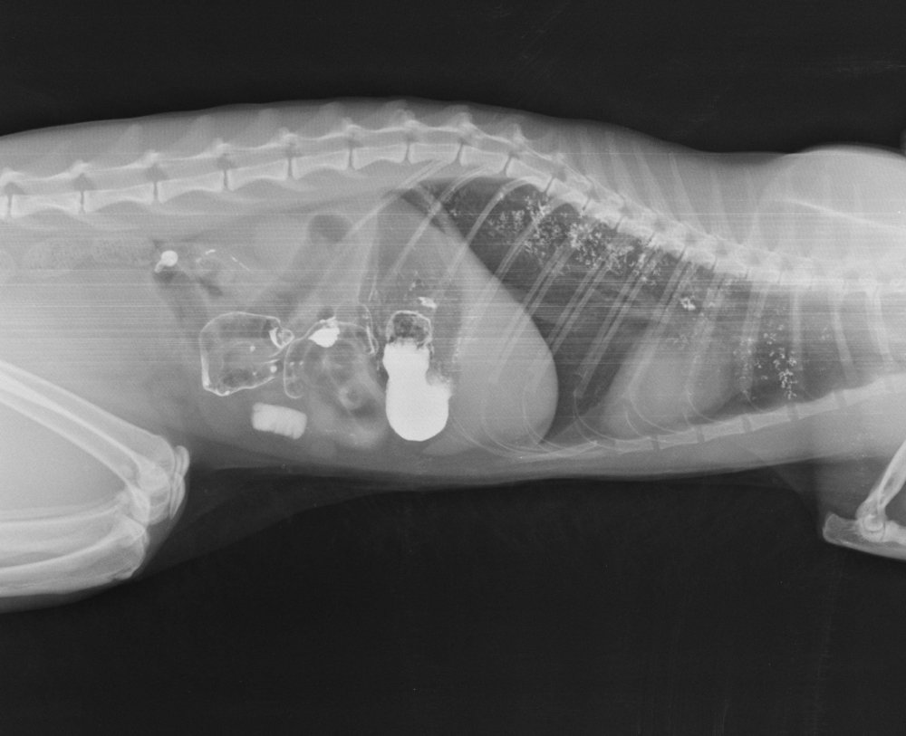 Пневмоторакс у собаки рентген