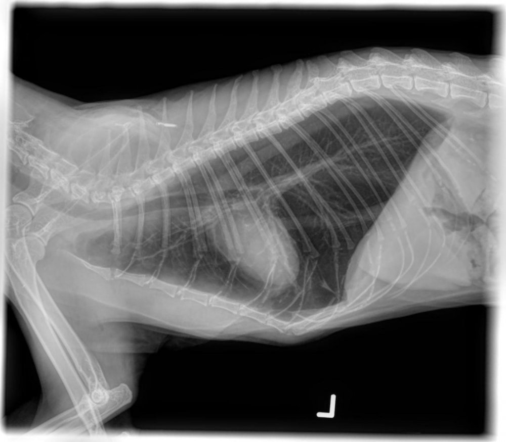 Рентгенография лопатки у собаки