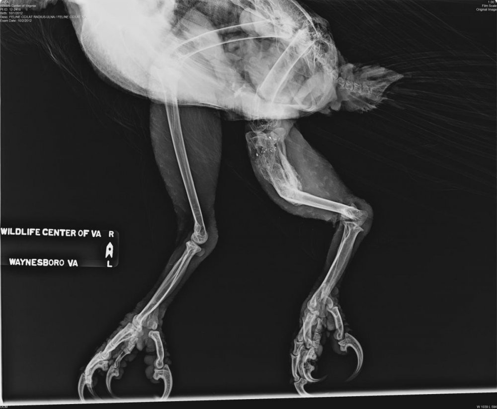 Рентген плеврит животных