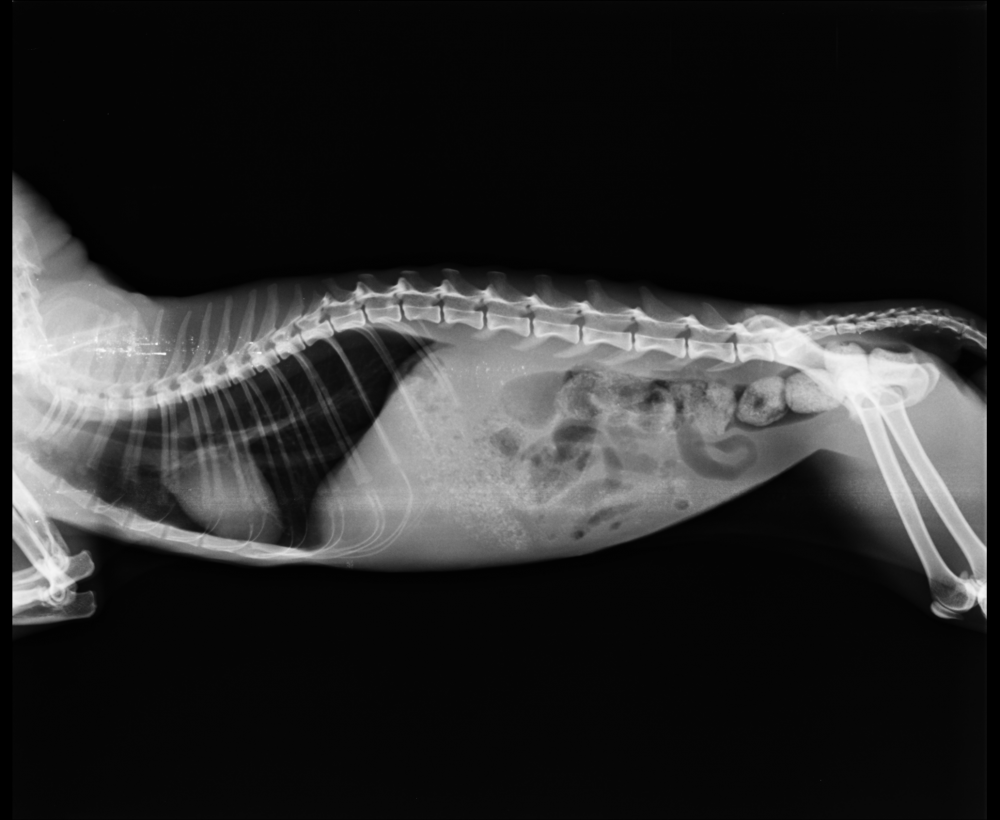 Рентген шейного отдела кошки