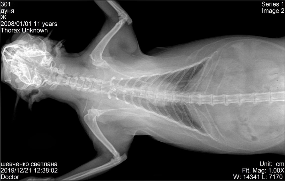Боковая проекция грудной клетки собаки рентген