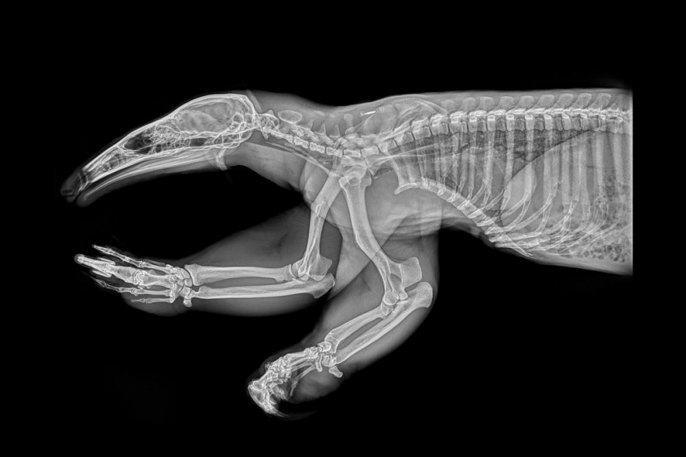 Рентгеновский снимок скелета кошки