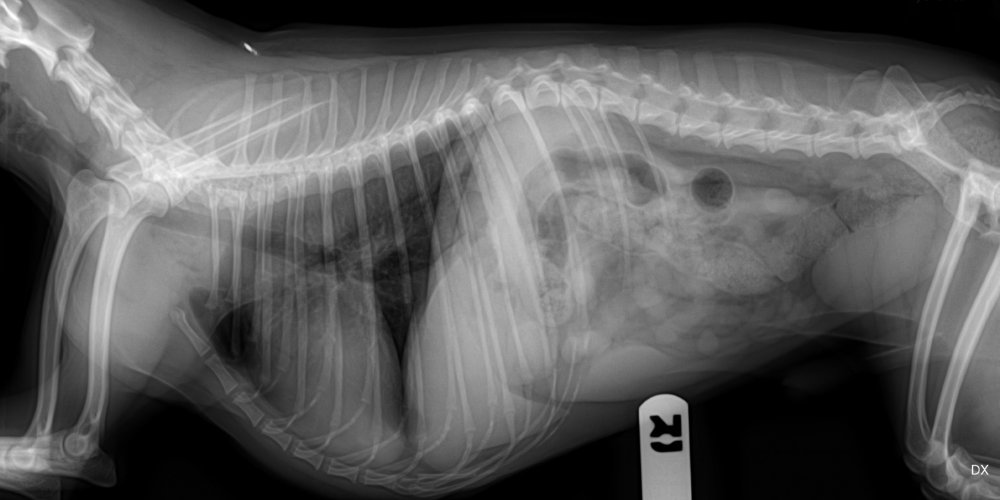 Рентген собаки инородное тело