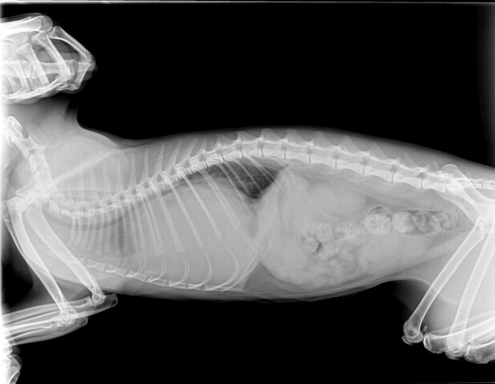 Рентген брюшной полости здоровой кошки