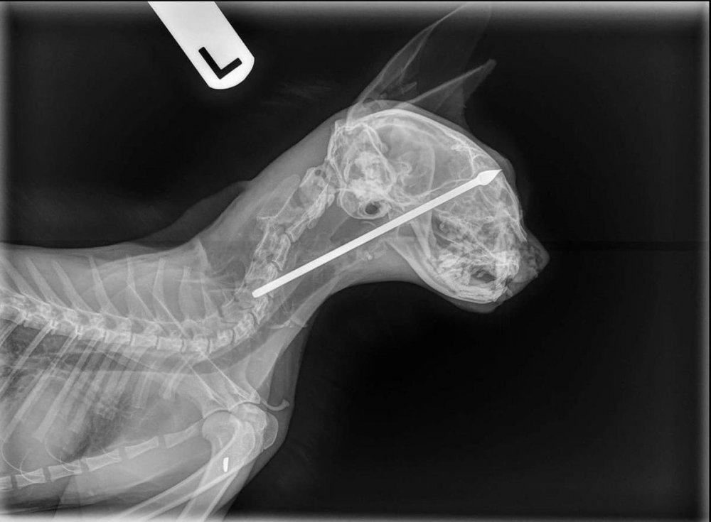 Рентгенография животных