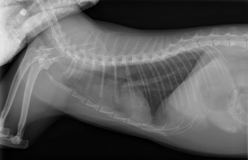 Рентген снимок здорового кота