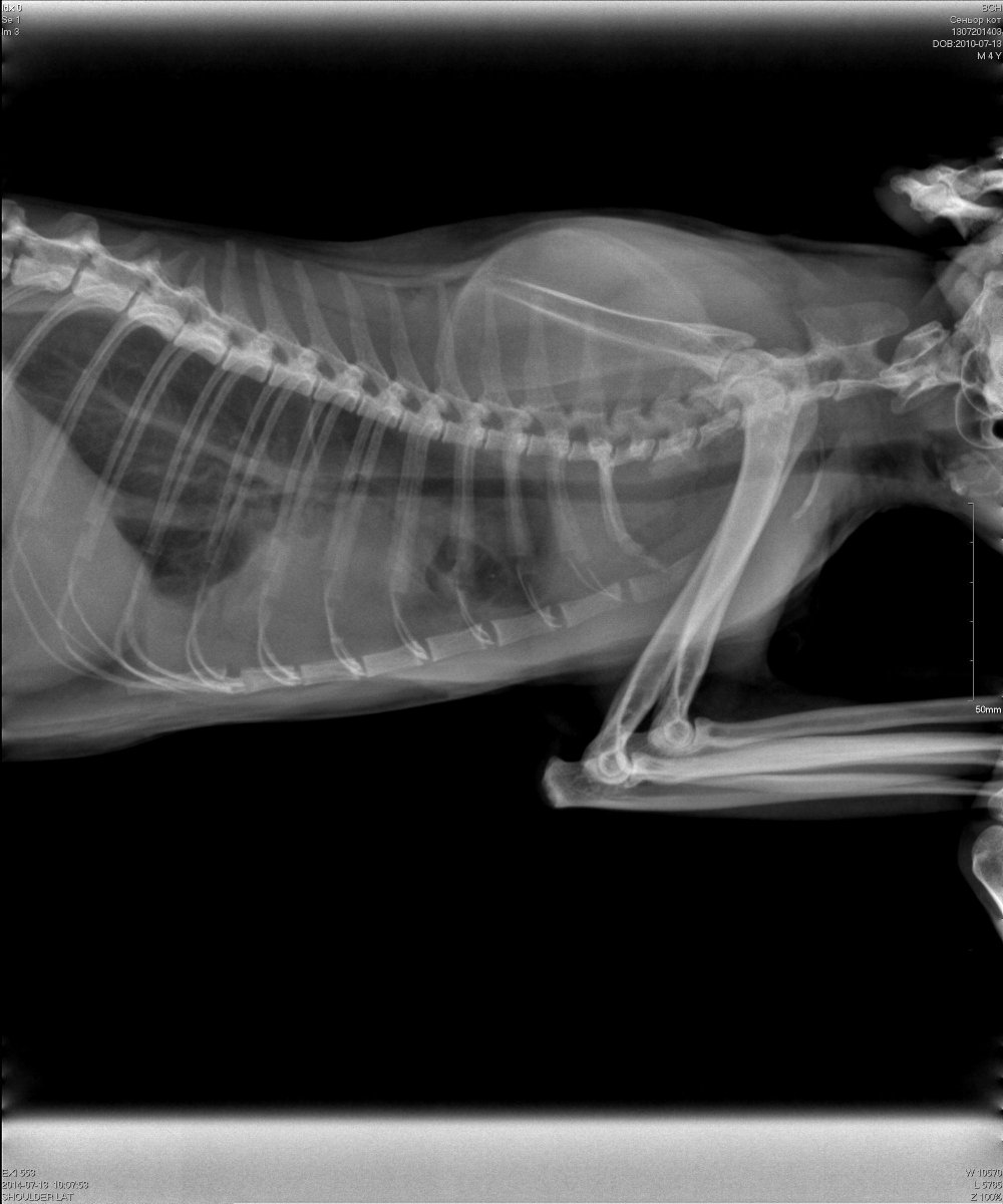 Рентген беременной кошки