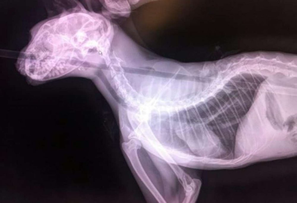 Перелом лапы у кота рентген