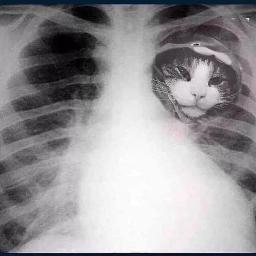 Остеосаркома челюсти у кошек рентген