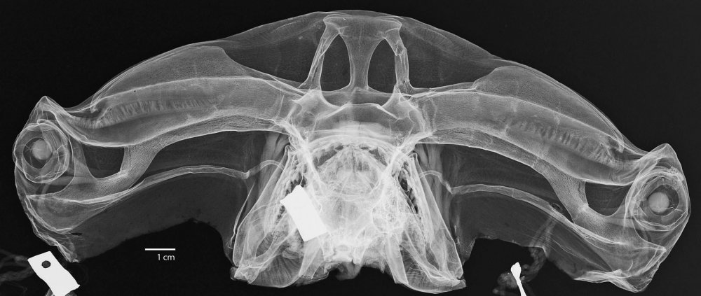 Снимок кошачьей лапы рентген