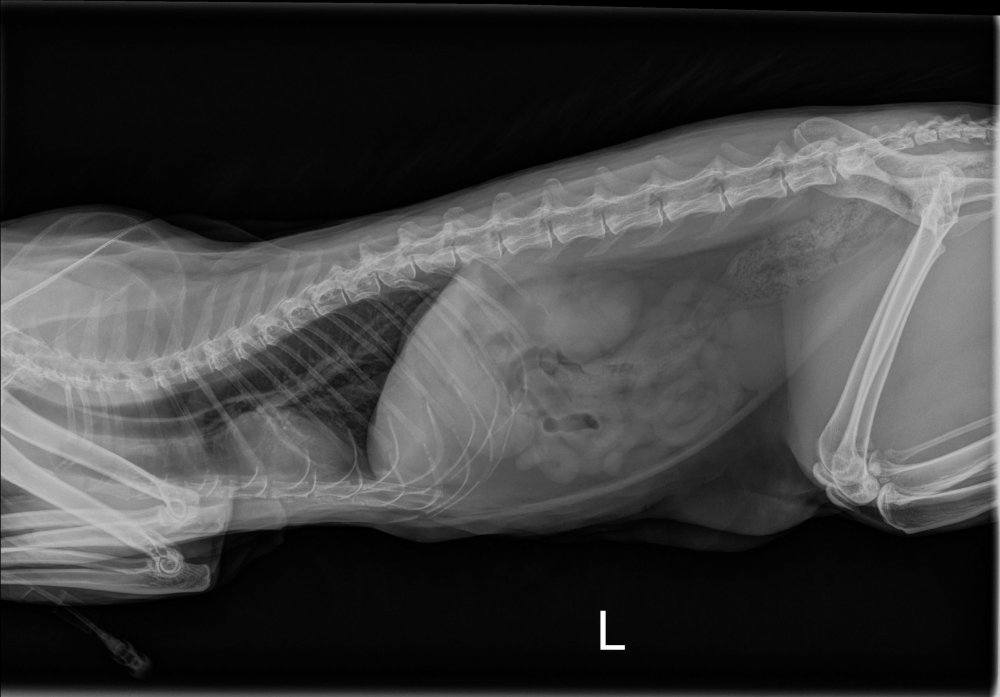 Рентген кошки боковая проекция