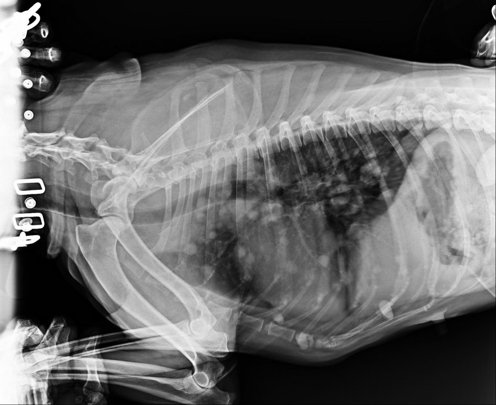 Котенок с рентгеновским снимком